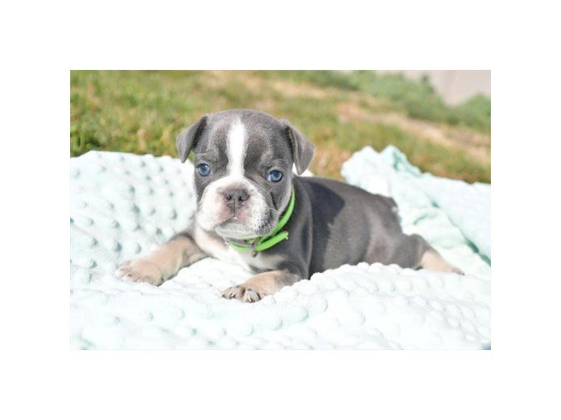 French Bulldog Dog Male Blue 28825