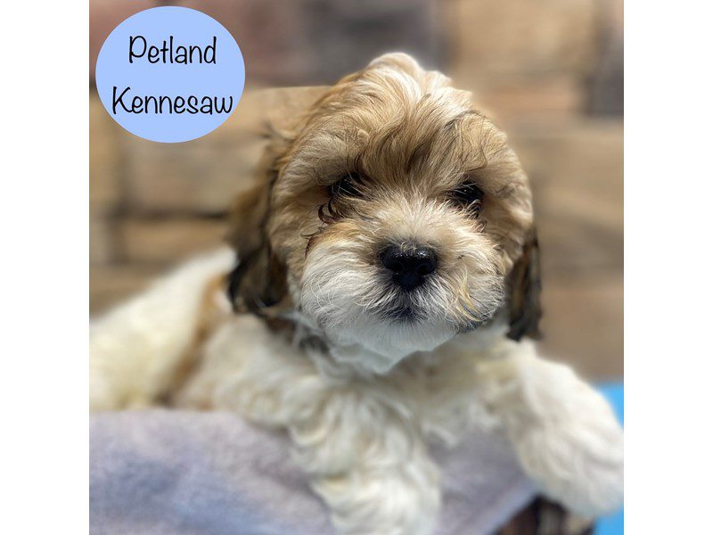Teddy Bear Dog Male Sable / White 28809