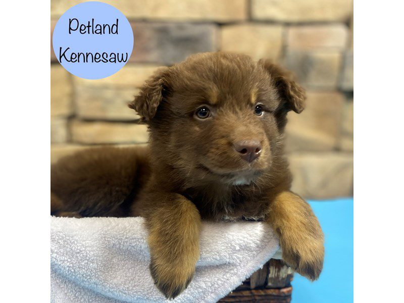 Australian Shepherd Dog Male Red Merle 28832