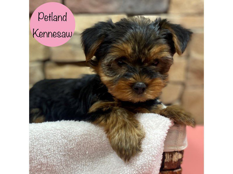 Yorkshire Terrier Dog Female Black / Tan 28798