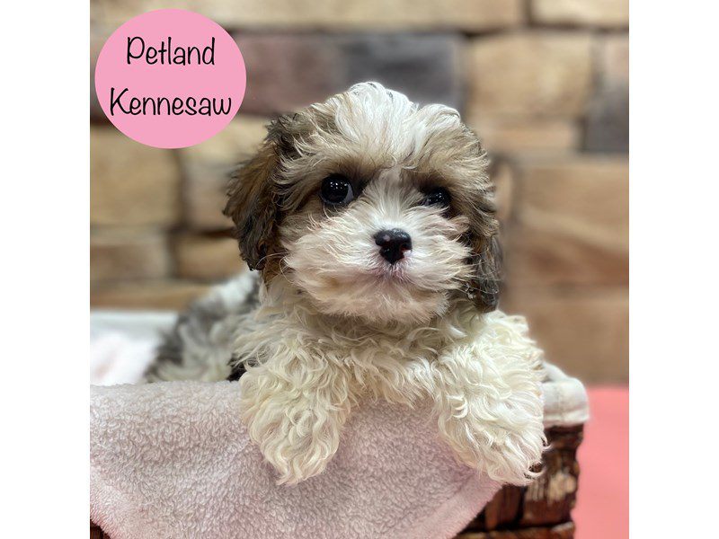 Cavapoo Dog Female White / Tan 28813
