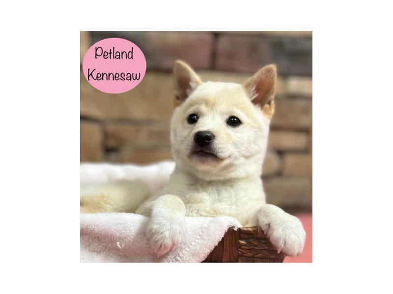 Shiba Inu Dog Female Cream 28869