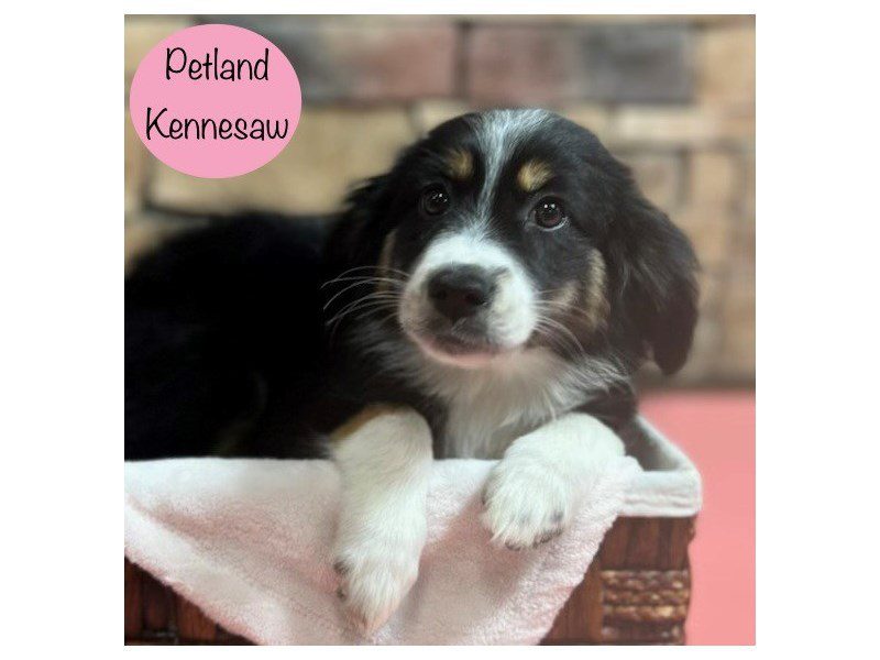 Australian Shepherd Dog Female Tri-Colored 28849