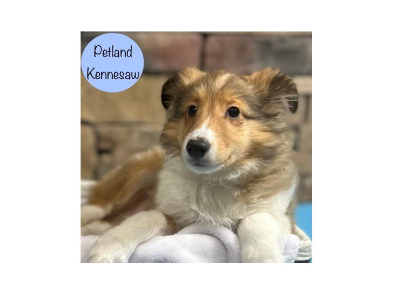Shetland Sheepdog Dog Male Sable / White 28842
