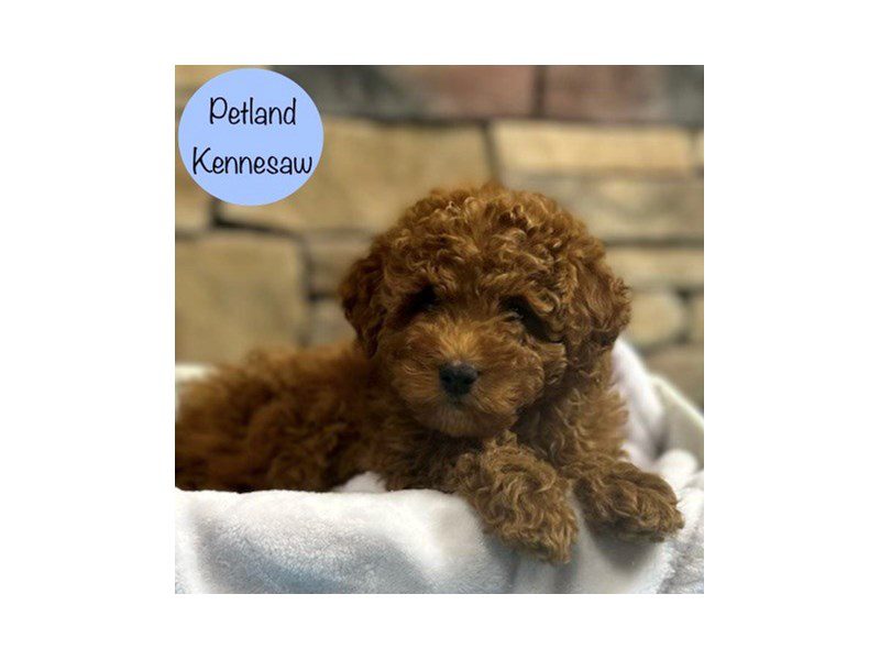 Miniature Poodle Dog Male Red 28850