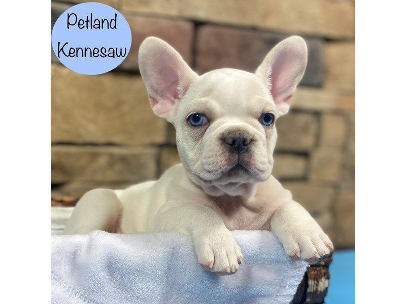 French Bulldog Dog Male Cream 28837