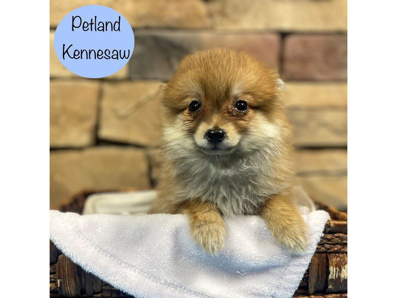 Pomeranian Dog Male Brown 28844