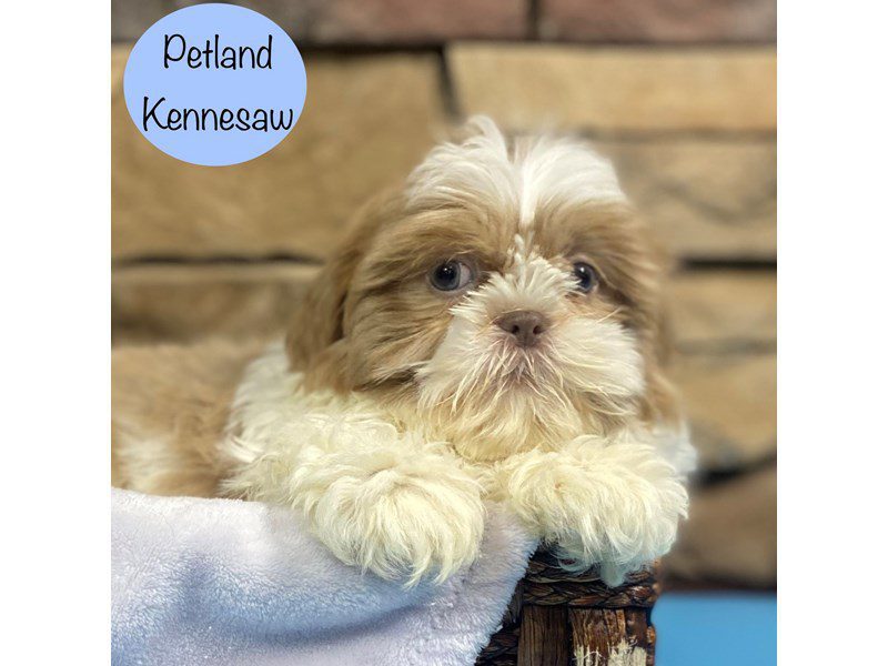 Shih Tzu Dog Male Tan / White 28853