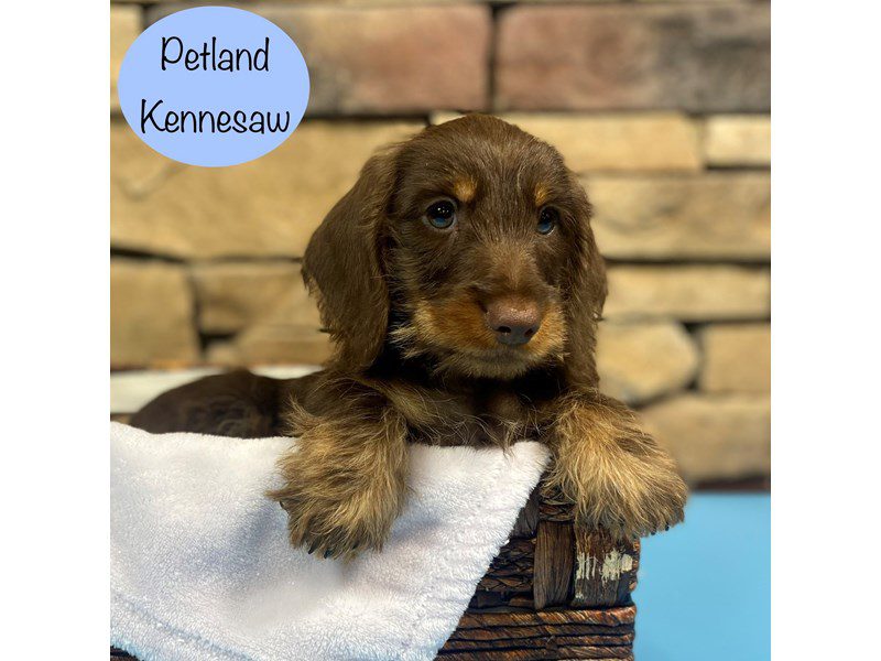 Dachshund Dog Male Chocolate 28847