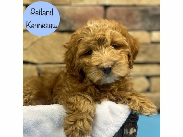 Miniature Goldendoodle 2nd Gen-Dog-Male-Red-28851-Petland Kennesaw, Georgia