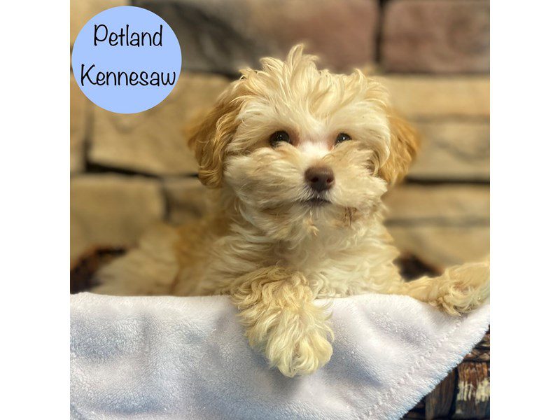 Schnoodle Dog Male Cream 28848