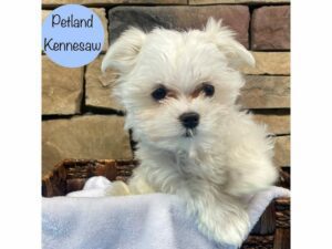 Maltese-Dog-Male-White-28841-Petland Kennesaw, Georgia
