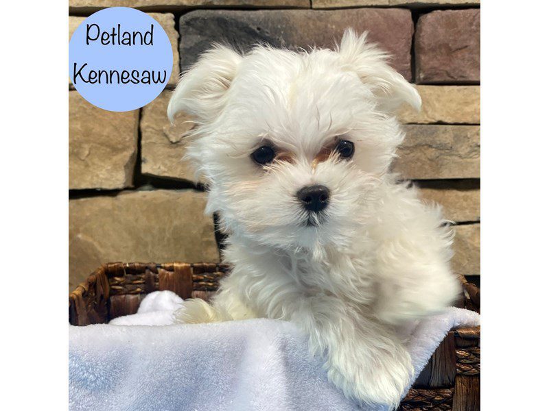 Maltese Dog Male White 28841