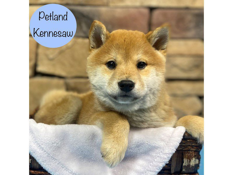 Shiba Inu Small Animal Red ID:28855 Located at Petland Kennesaw