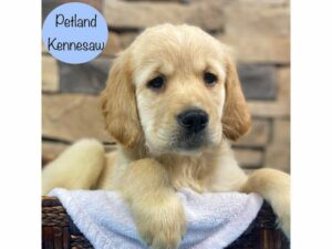 Golden Retriever-Dog-Male-Cream-28839-Petland Kennesaw, Georgia