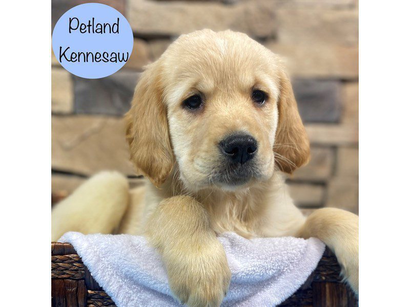 Golden Retriever Dog Male Cream 28839