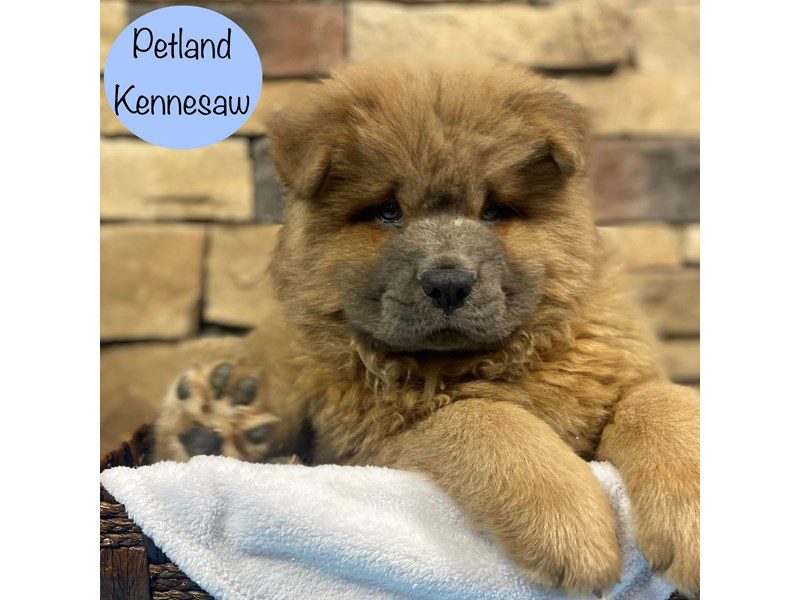 Chow Chow Dog Male Fawn 28874