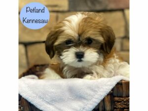 Shih Tzu-Dog-Male-Brown / White-28873-Petland Kennesaw, Georgia