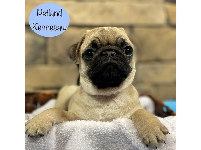 Pug Dog Male Fawn 28878
