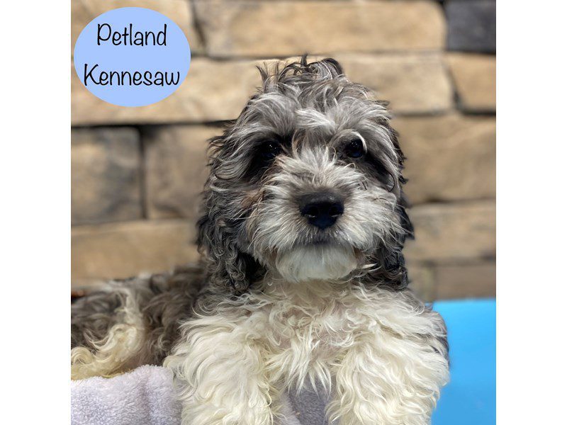 Cavapoo Dog Male Blue Merle / White 28893