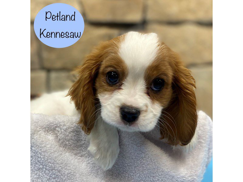 Cavalier King Charles Spaniel Dog Male Blenheim 28882