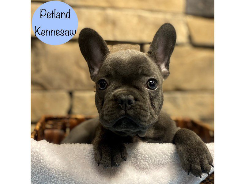 French Bulldog Dog Male Blue 28887