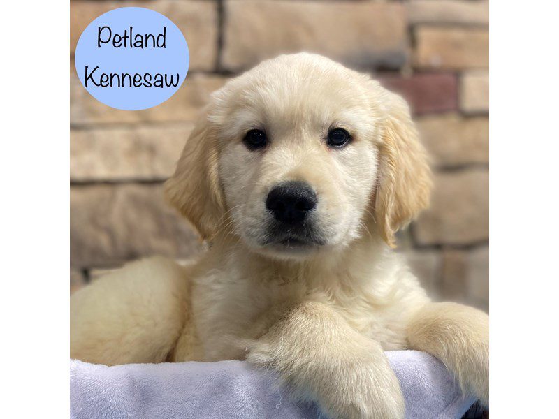 Golden Retriever Dog Male Cream 28884