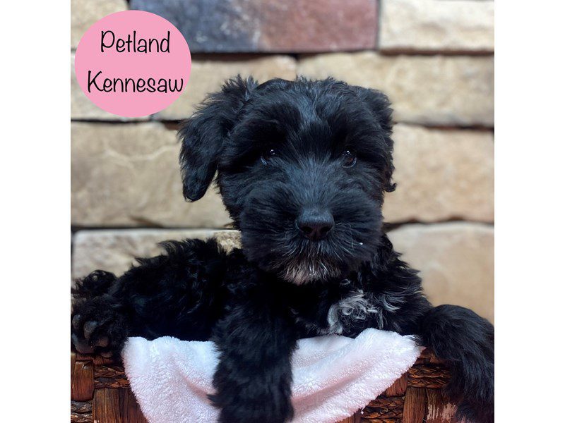 Giant Schnauzer Dog Female Black 28881