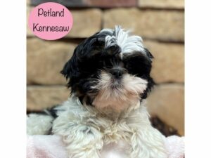 Shih Tzu-Dog-Female-Black / White-28890-Petland Kennesaw, Georgia