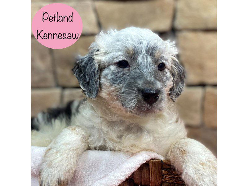 How Much Does A Dog Cost At Petland