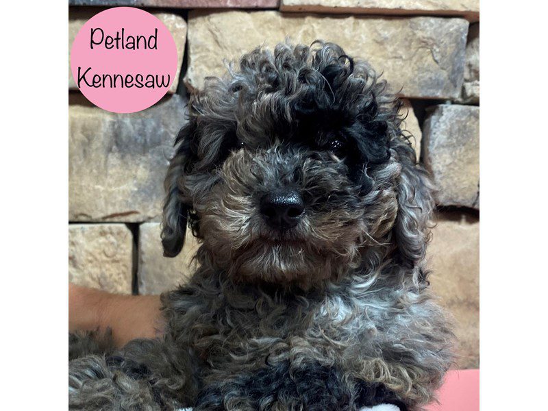 Miniature Poodle Dog Female Blue Merle 28896