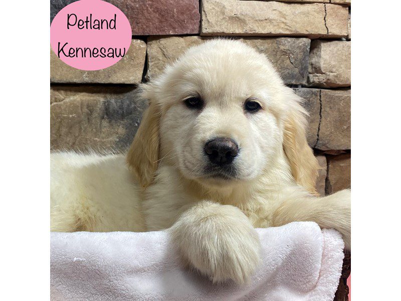 Golden Retriever Dog Female Cream 28888