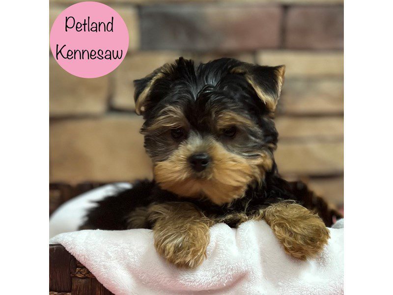 Yorkshire Terrier Dog Female Black / Tan 28925