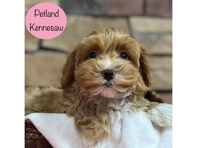 Maltipoo Dog Female Red 28918