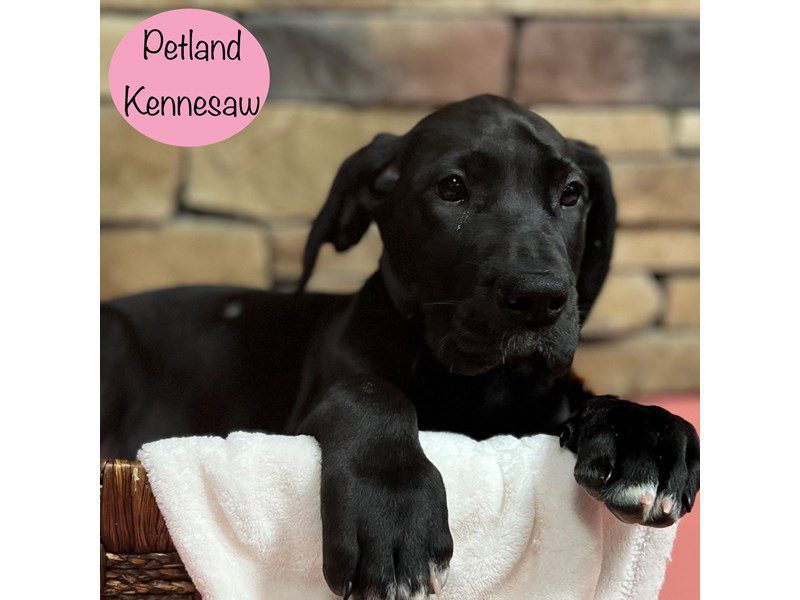 Great Dane Dog Female Black 28908
