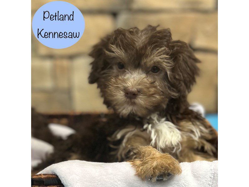 Havanese Dog Male Chocolate 28915