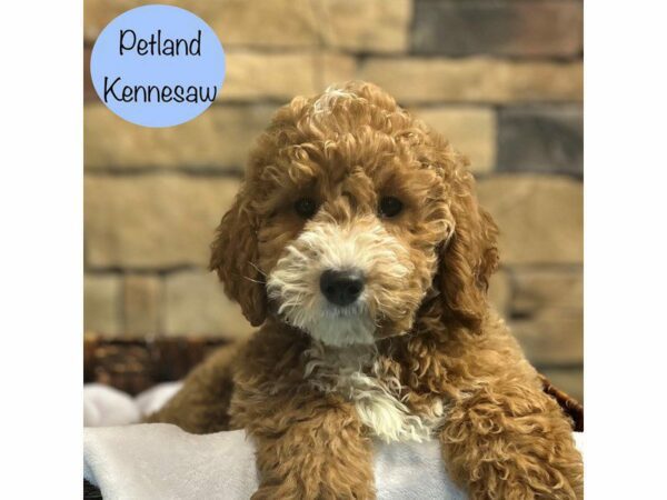 Miniature Goldendoodle 2nd Gen Dog Male Apricot 28910 Petland Kennesaw, Georgia