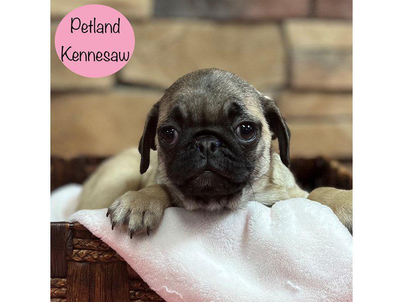 Pug Dog Female Fawn 28906