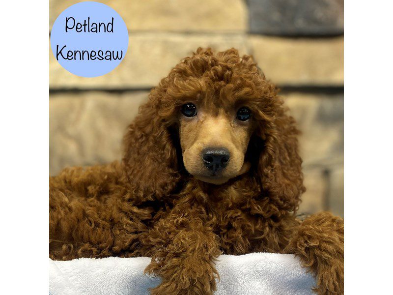 Miniature Poodle Dog Male Red 28928