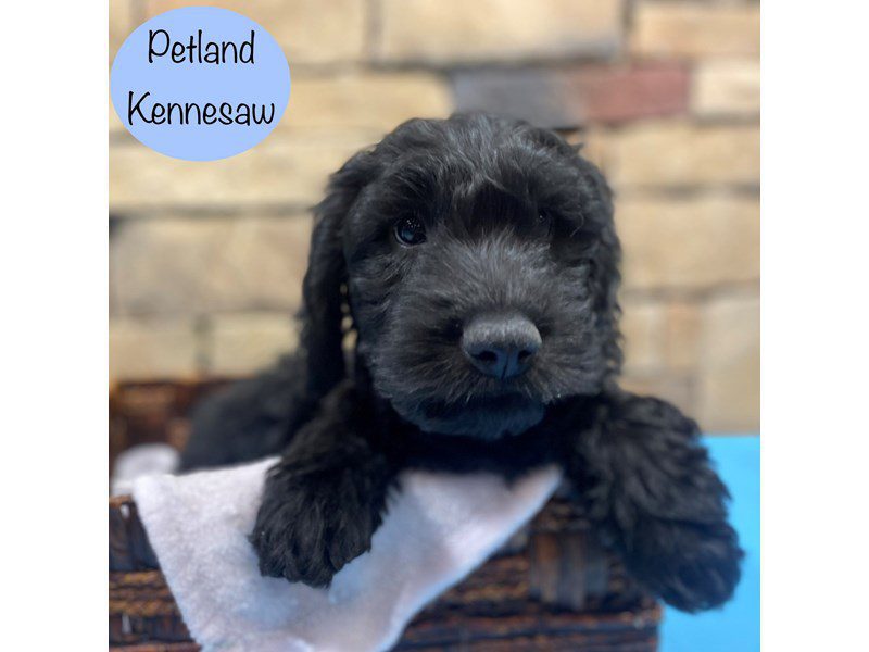 Miniature Goldendoodle Dog Male Black 28930