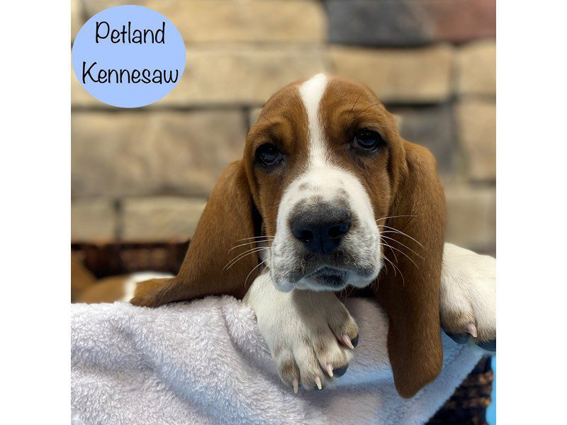 Basset Hound Dog Male Red / White 28944