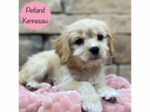 Cavachon-Dog-Female-Apricot-28934-Petland Kennesaw, Georgia