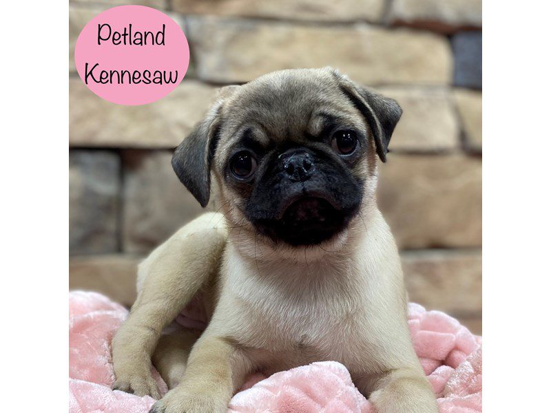 Pug Dog Female Fawn 28937