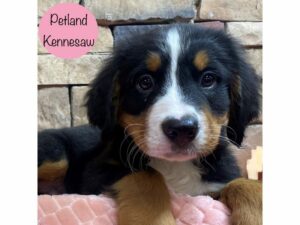 Bernese Mountain Dog-Dog-Female-Black Rust / White-28935-Petland Kennesaw, Georgia