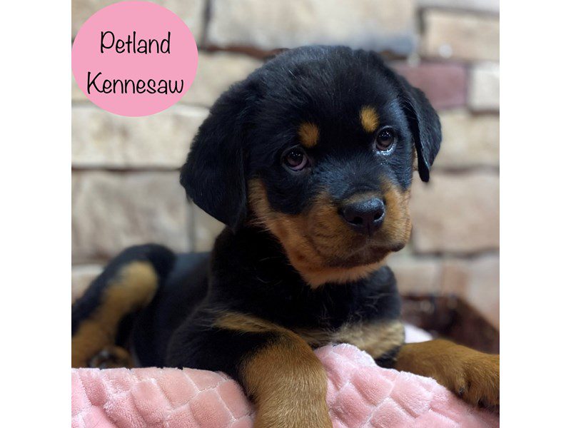 Rottweiler Dog Female Black / Tan 28929