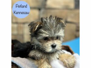 Morkie-Dog-Male-Black / Tan-28989-Petland Kennesaw, Georgia