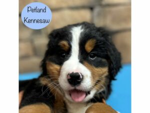 Bernese Mountain Dog-Dog-Male-Tri-Colored-28977-Petland Kennesaw, Georgia