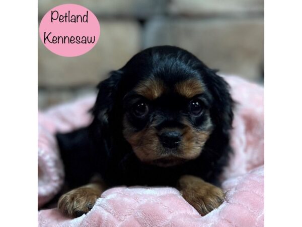 Cavalier King Charles Spaniel-Dog-Female-Black / Tan-28986-Petland Kennesaw, Georgia