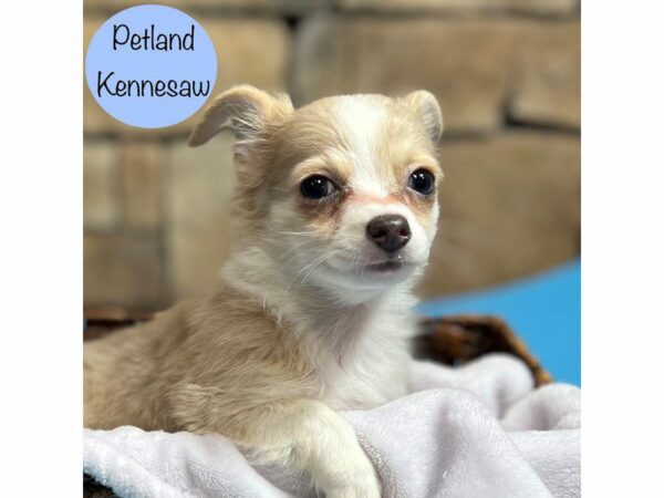 Chihuahua-Dog-Male-Tan-28988-Petland Kennesaw, Georgia