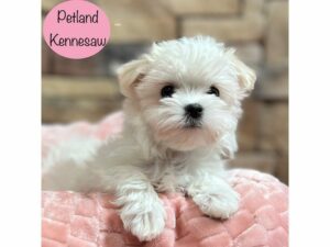 Maltese-Dog-Female-White-29022-Petland Kennesaw, Georgia
